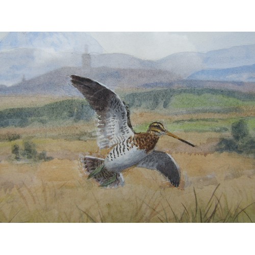 7470 - JOHN CYRIL HARRISON (1898-1985) (ARR) A framed and glazed watercolour of Hen Harrier flushing a Snip... 