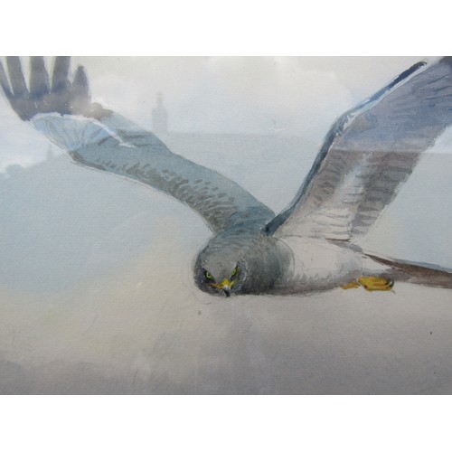 7470 - JOHN CYRIL HARRISON (1898-1985) (ARR) A framed and glazed watercolour of Hen Harrier flushing a Snip... 