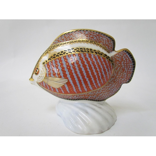 7494 - A Royal Crown Derby paperweight as a tropical fish, gold stopper