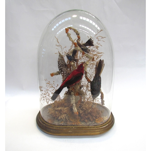 7586 - A taxidermy of exotic birds in naturalistic setting, glass domed case, approximately 41cm high