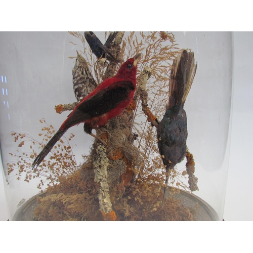 7586 - A taxidermy of exotic birds in naturalistic setting, glass domed case, approximately 41cm high