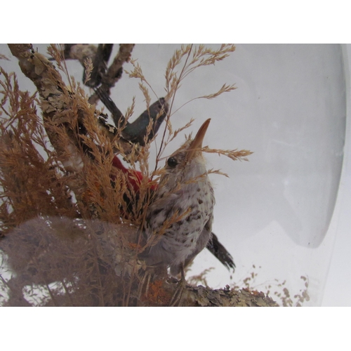 7586 - A taxidermy of exotic birds in naturalistic setting, glass domed case, approximately 41cm high