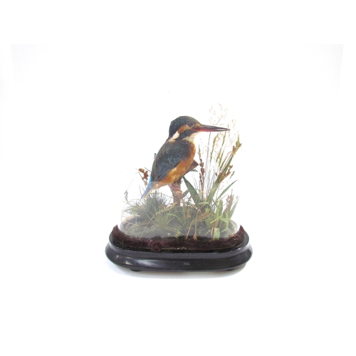 7634 - An early 20th Century cased taxidermy of a kingfisher, 25cm high