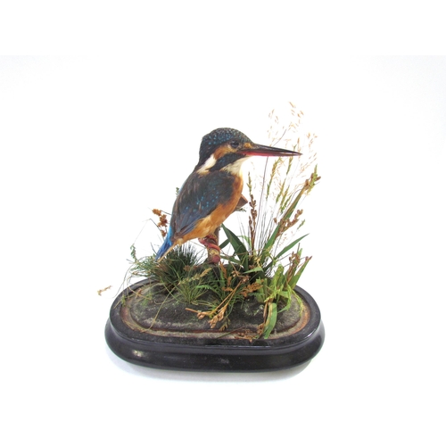 7634 - An early 20th Century cased taxidermy of a kingfisher, 25cm high