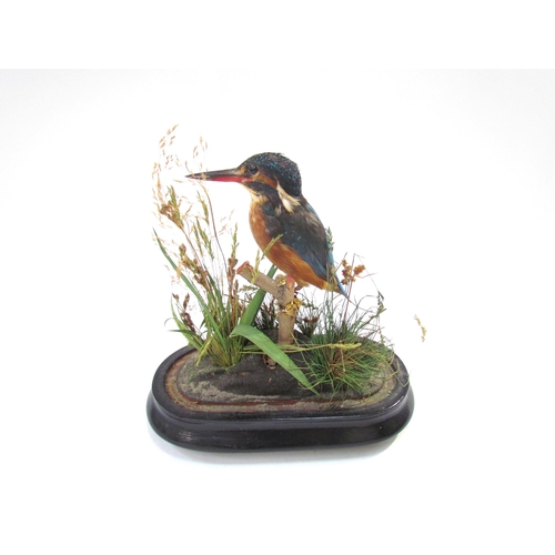 7634 - An early 20th Century cased taxidermy of a kingfisher, 25cm high