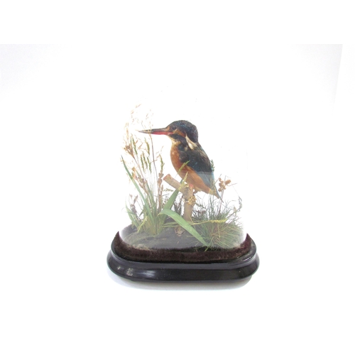 7634 - An early 20th Century cased taxidermy of a kingfisher, 25cm high