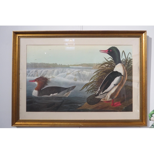 7777 - Four Victorian ornithological prints entitled 'Shoveller Duck', 'Goose Sanders' canvas backed duck a... 