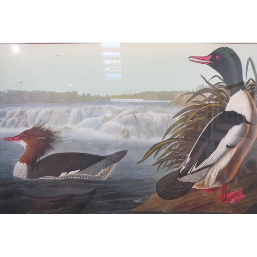 7777 - Four Victorian ornithological prints entitled 'Shoveller Duck', 'Goose Sanders' canvas backed duck a... 