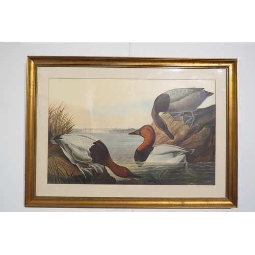 7777 - Four Victorian ornithological prints entitled 'Shoveller Duck', 'Goose Sanders' canvas backed duck a... 