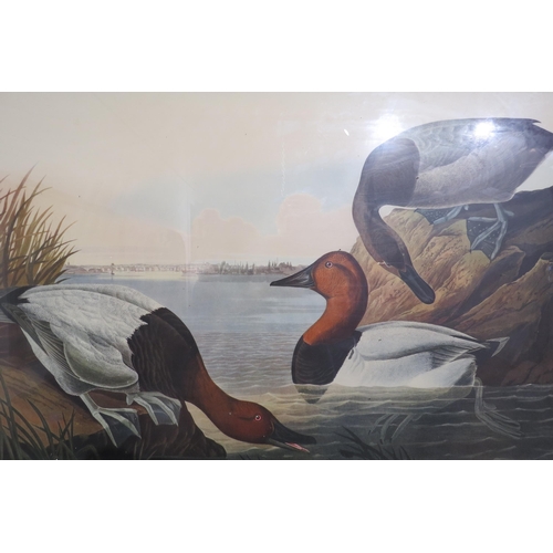 7777 - Four Victorian ornithological prints entitled 'Shoveller Duck', 'Goose Sanders' canvas backed duck a... 