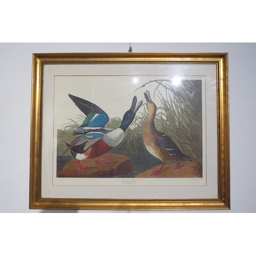 7777 - Four Victorian ornithological prints entitled 'Shoveller Duck', 'Goose Sanders' canvas backed duck a... 