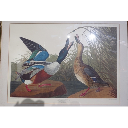 7777 - Four Victorian ornithological prints entitled 'Shoveller Duck', 'Goose Sanders' canvas backed duck a... 