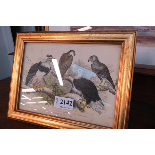 2142 - A pair of gilt framed 19th Century prints of Eagles