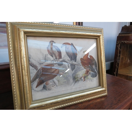 2142 - A pair of gilt framed 19th Century prints of Eagles