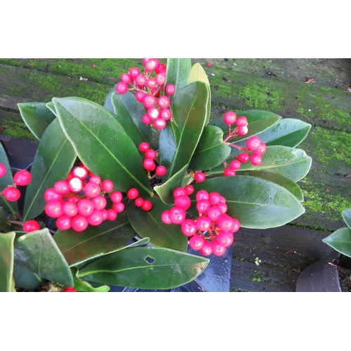 3061 - A Skimmia 