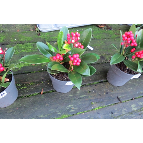 3063 - A Skimmia 