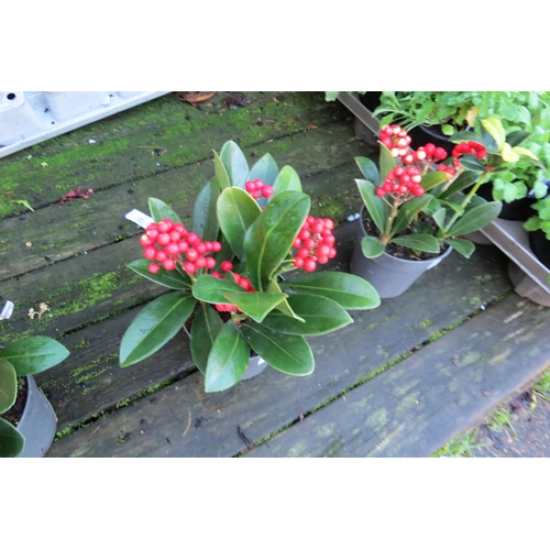 3064 - A Skimmia 