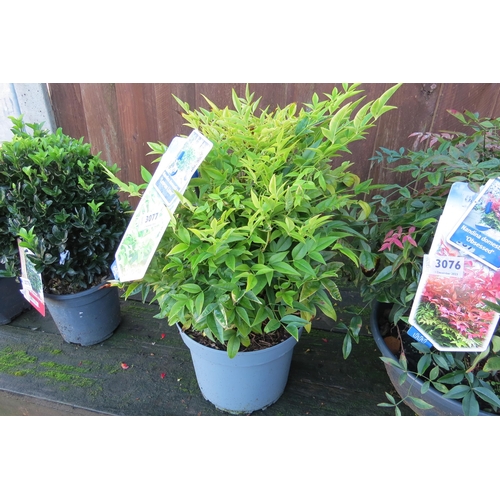 3070 - A Nandina 