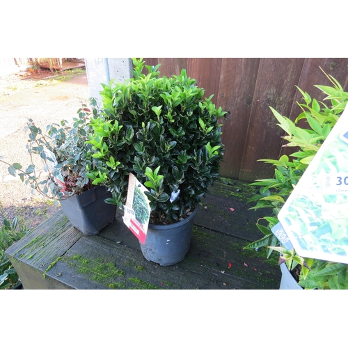 3071 - A Euonymus 