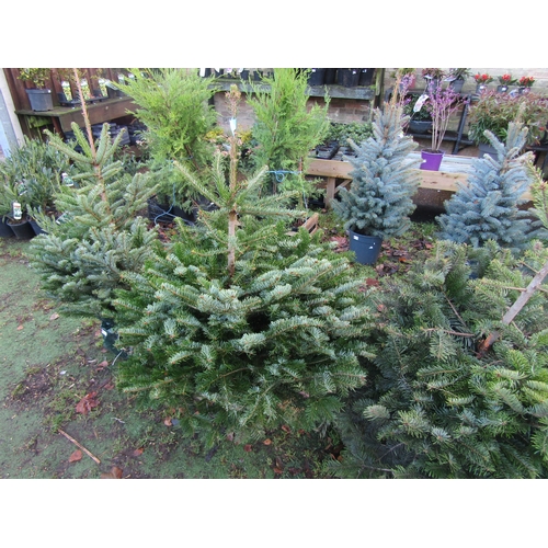 3140 - A Nordmann Fir Christmas tree