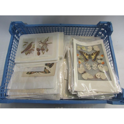 4452 - A large quantity of bookplate prints including birds, eggs, butterflies and moths