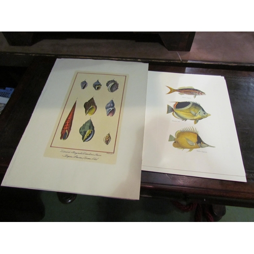 4003 - A selection of unframed prints depicting fish and molluscs (7)