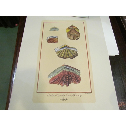 4003 - A selection of unframed prints depicting fish and molluscs (7)