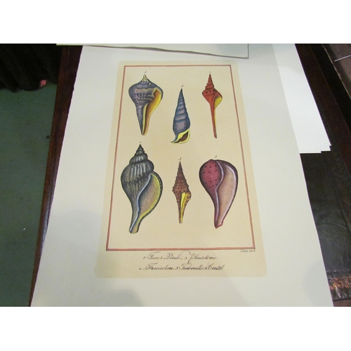 4003 - A selection of unframed prints depicting fish and molluscs (7)