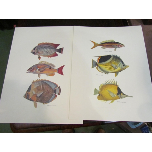 4003 - A selection of unframed prints depicting fish and molluscs (7)