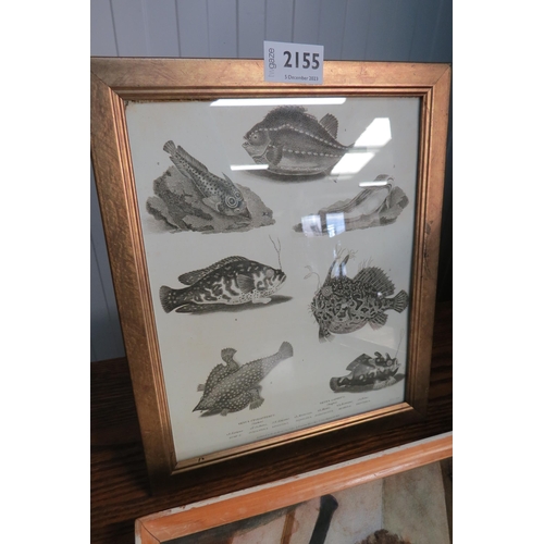 2143 - A gilt framed Georgian black and white print of Angler and sucker Fish