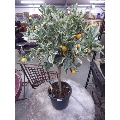 2068 - A variegated leaf citrus tree