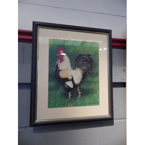 1067 - SONIA DOBBS: A watercolour of a black and white cockerel, framed and glazed, signed lower right, 36c... 