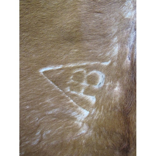 2488 - A whole hairy cow hide