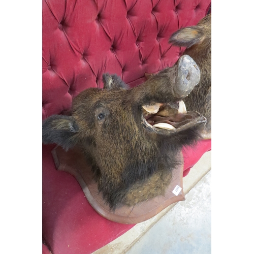 2098 - A taxidermy boar head