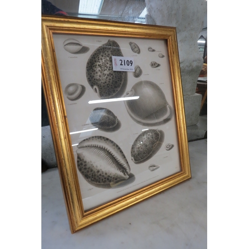 2109 - A pair of Georgian gilt framed shell prints