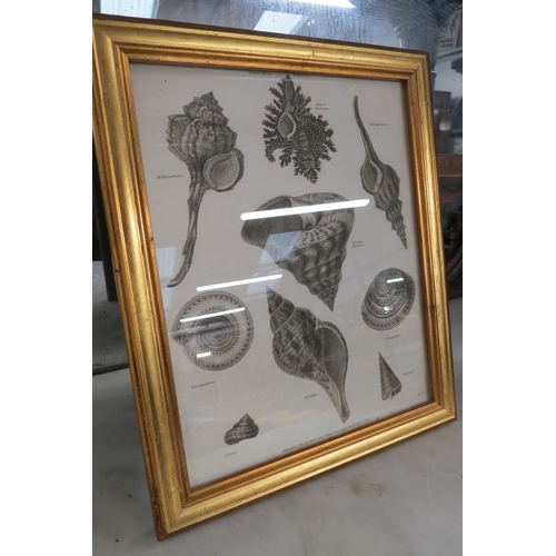 2109 - A pair of Georgian gilt framed shell prints