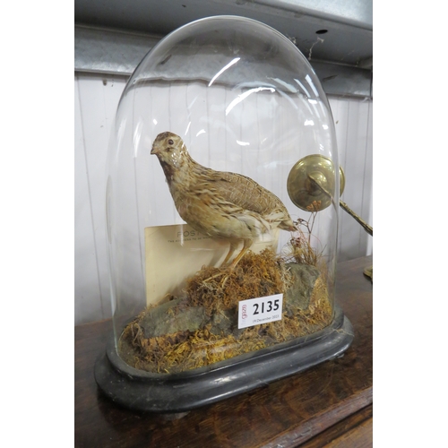 2135 - A Victorian taxidermy of a common Quail from Kings Lynn Museum in glass dome