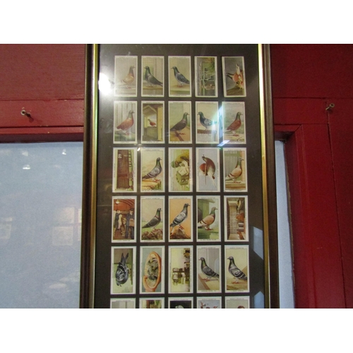 4025 - A framed and glazed display of Ogden's 'Racing Pigeons' cigarette cards, 82cm x 29cm total     (E) £... 