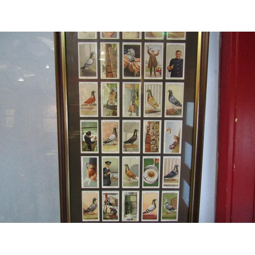 4025 - A framed and glazed display of Ogden's 'Racing Pigeons' cigarette cards, 82cm x 29cm total     (E) £... 