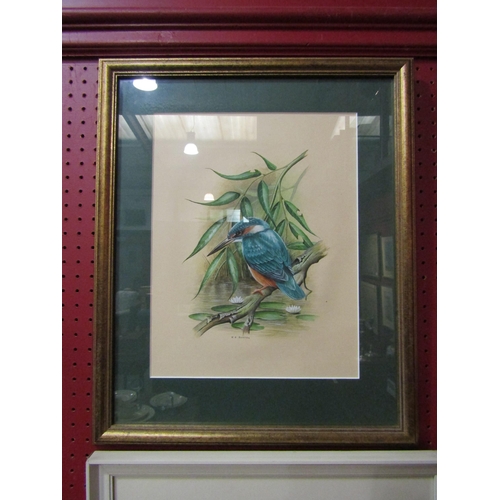 4043 - ROGER BUXTON (XX/XXI): A framed and glazed watercolour of a Kingfisher, signed bottom left. Image si... 