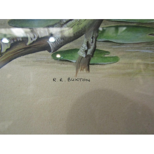 4043 - ROGER BUXTON (XX/XXI): A framed and glazed watercolour of a Kingfisher, signed bottom left. Image si... 