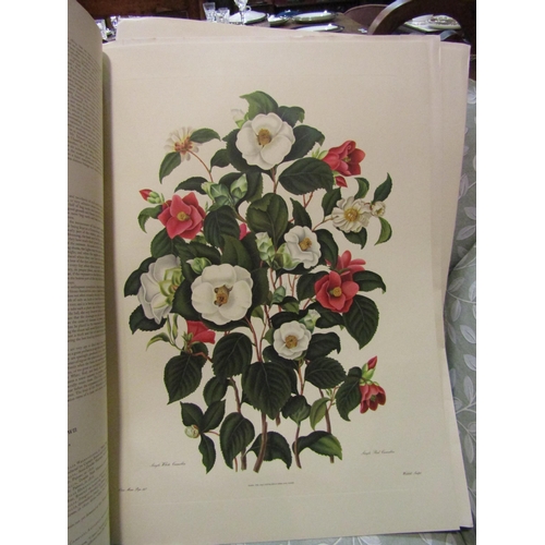 4185 - Two folios by Arch, Cornhill, London 1819 containing engravings of floral illustrations  (E) £10-20