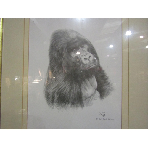 4204 - A limited edition print of Gorilla portrait 