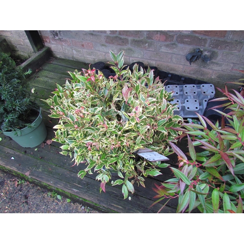 3077 - Large Leucothoe fire start