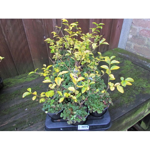 3079 - 18 variegated Privet