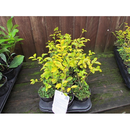 3080 - 18 variegated Privet