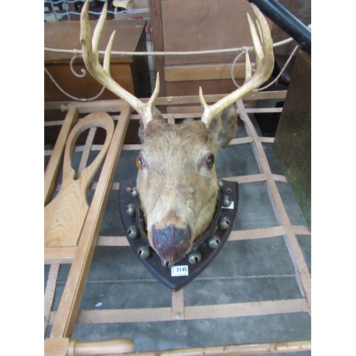 2145 - A taxidermy stag head with four point antlers, together with a leather jingle bell collar