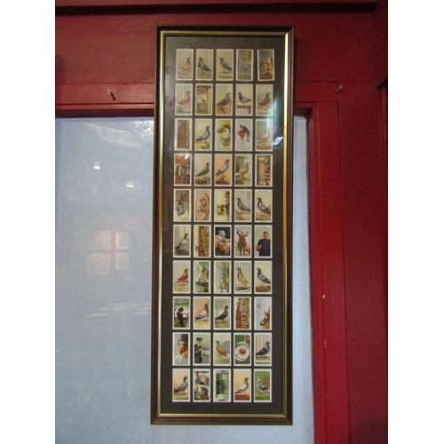 4022 - A framed and glazed display of Ogden's 'Racing Pigeons' cigarette cards, 82cm x 29cm total