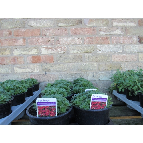 3073 - Eight Saxifraga Red & Rose