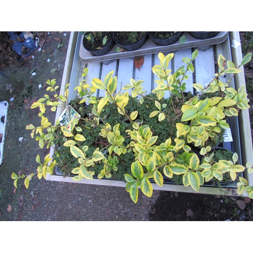 3119 - 18 variegated privet